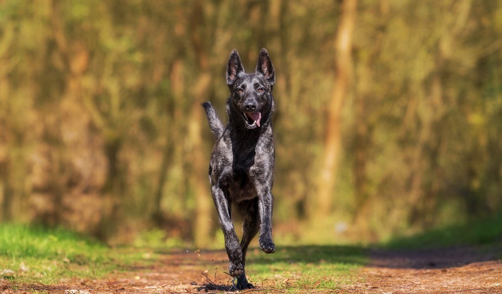 Обои собака, прогулка, бежит, хердер, голландская овчарка, dog, walk, runs разрешение 1920x1280 Загрузить