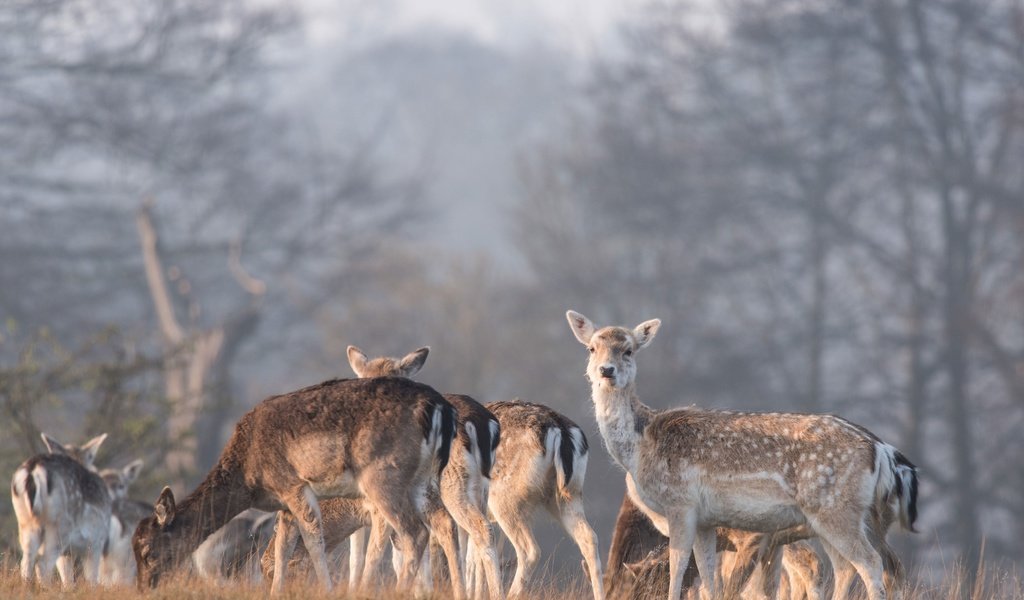 Обои природа, лес, олень, олени, nature, forest, deer разрешение 3840x2564 Загрузить