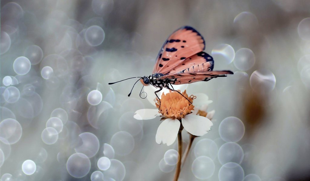 Обои макро, насекомое, цветок, лепестки, бабочка, крылья, боке, macro, insect, flower, petals, butterfly, wings, bokeh разрешение 2048x1369 Загрузить