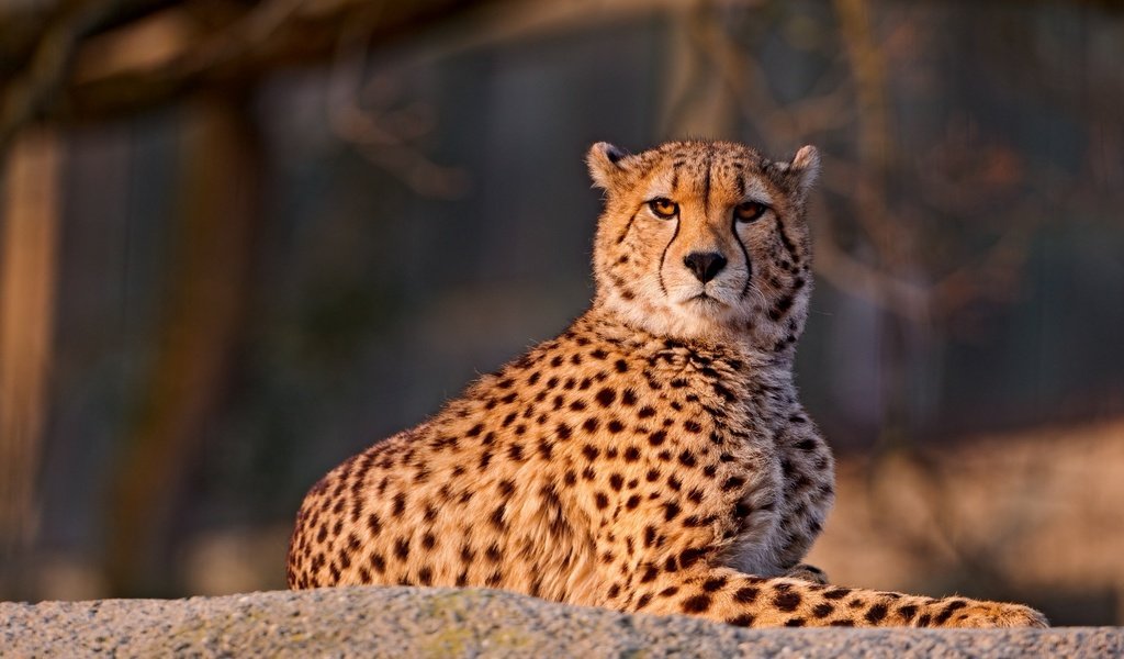 Обои природа, гепард, nature, cheetah разрешение 1920x1080 Загрузить