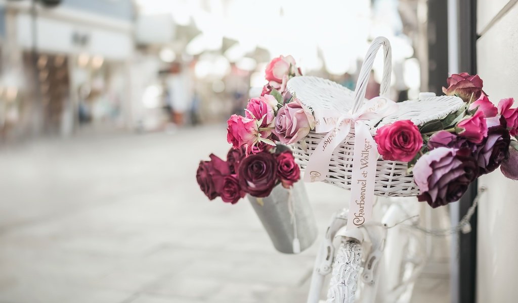 Обои цветы, розы, улица, велосипед, корзинка, flowers, roses, street, bike, basket разрешение 2500x1733 Загрузить