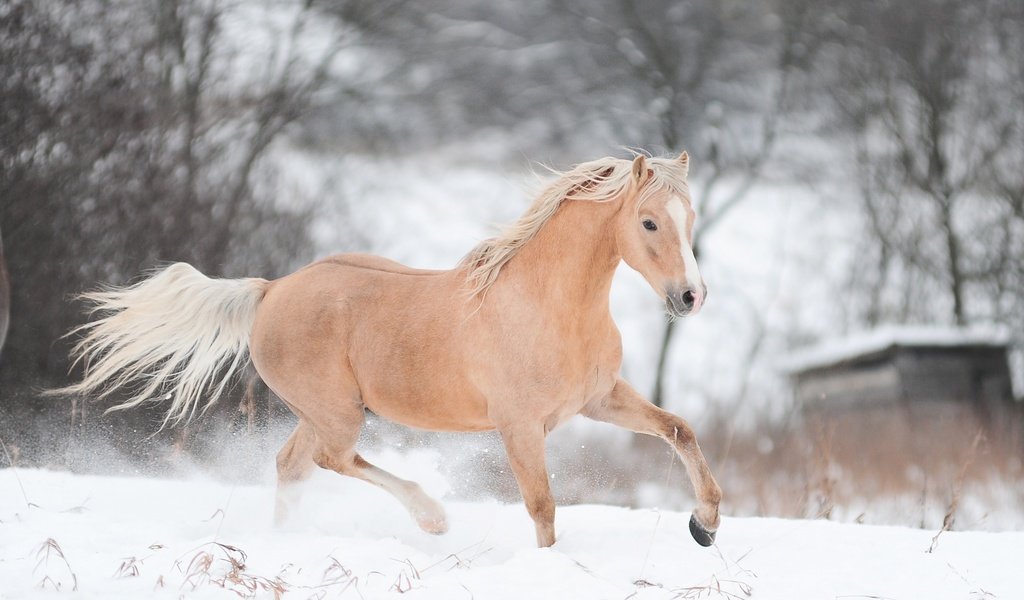 Обои лошадь, снег, зима, конь, бег, horse, snow, winter, running разрешение 2880x1800 Загрузить