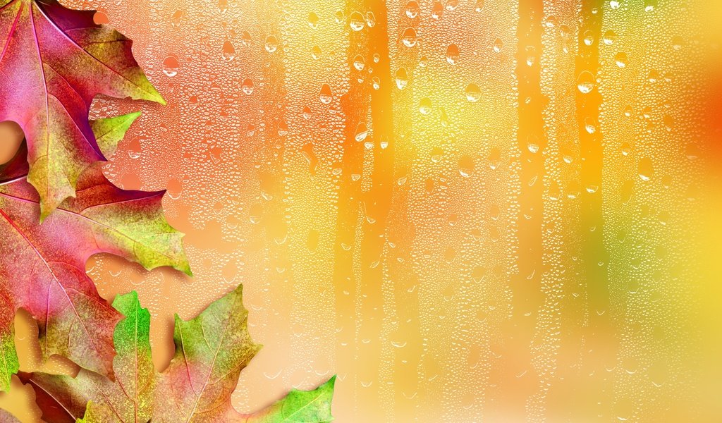 Обои листья, капли, осень, стекло, клен, кленовый лист, leaves, drops, autumn, glass, maple, maple leaf разрешение 2987x2985 Загрузить
