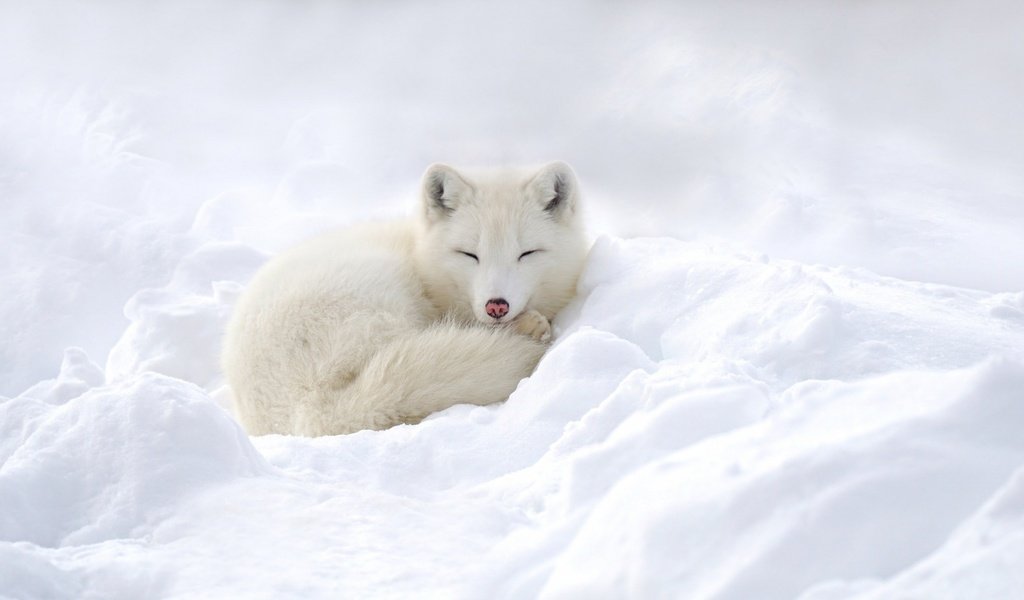 Обои снег, зима, песец, полярная лисица, snow, winter, fox, polar fox разрешение 1920x1080 Загрузить