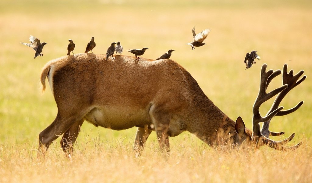 Обои олень, животные, поле, птицы, рога, deer, animals, field, birds, horns разрешение 1920x1200 Загрузить