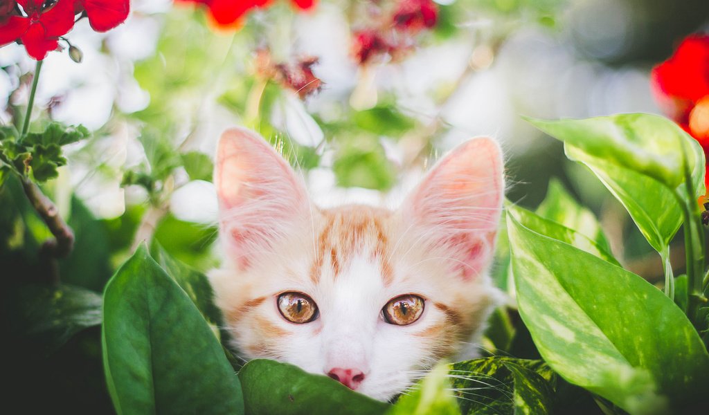 Обои глаза, цветы, листья, фон, усы, кошка, взгляд, котенок, eyes, flowers, leaves, background, mustache, cat, look, kitty разрешение 2048x1365 Загрузить