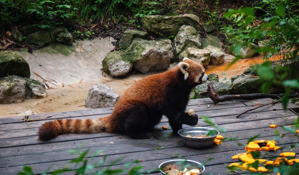 Обои еда, панда, хвост, красная панда, зоопарк, food, panda, tail, red panda, zoo разрешение 4000x3000 Загрузить