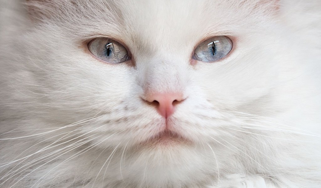 Обои мордочка, кошка, взгляд, голубые глаза, белая, пушистая, muzzle, cat, look, blue eyes, white, fluffy разрешение 3373x2605 Загрузить
