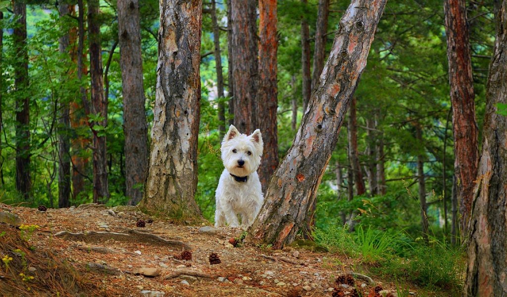 Обои собака, вест-хайленд-уайт-терьер, dog, the west highland white terrier разрешение 3002x1828 Загрузить