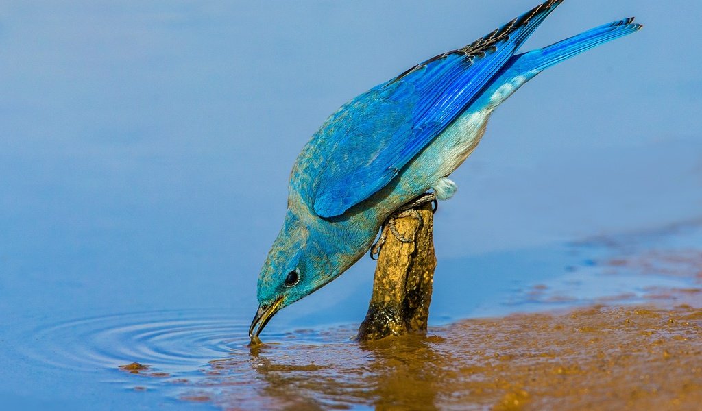 Обои вода, птица, клюв, перья, голубая сиалия, water, bird, beak, feathers, blue sialia разрешение 2048x1365 Загрузить