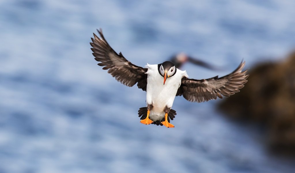 Обои море, полет, крылья, птица, клюв, перья, тупик, sea, flight, wings, bird, beak, feathers, stalled разрешение 4268x2401 Загрузить