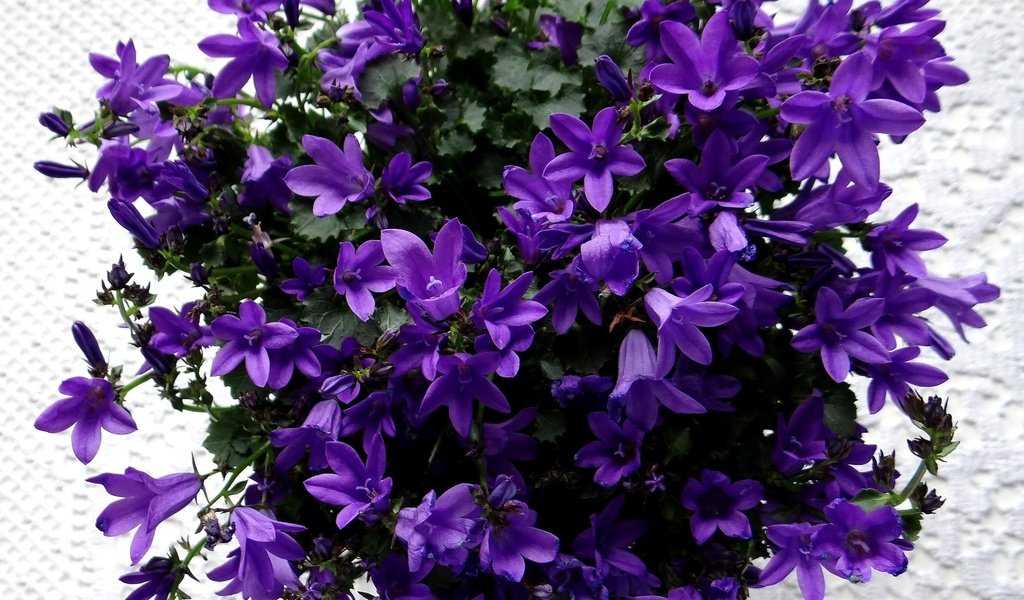 Обои цветы, цветение, колокольчики, фиолетовые, flowers, flowering, bells, purple разрешение 2713x2532 Загрузить