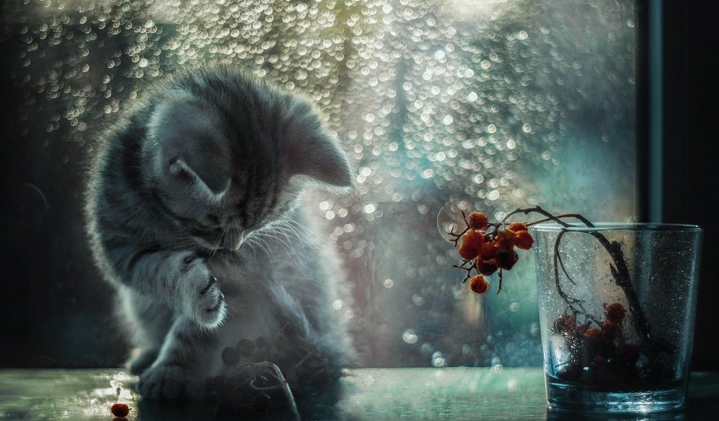 Обои кот, лапка, капли, кошка, котенок, дождь, ягоды, окно, стекло, стакан, cat, foot, drops, kitty, rain, berries, window, glass разрешение 2560x1600 Загрузить