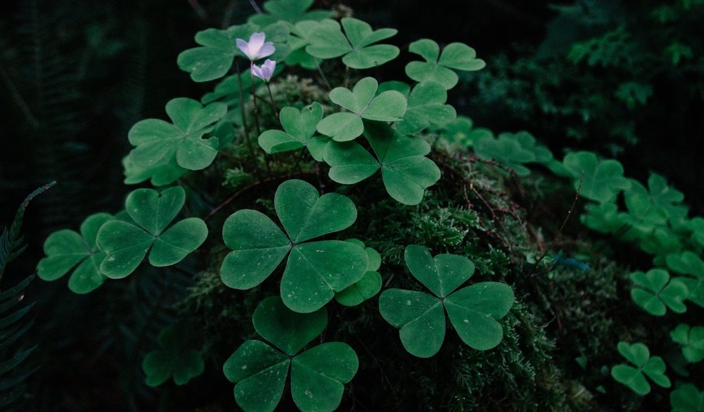 Обои цветы, трава, растения, клевер, листья, листва, мох, flowers, grass, plants, clover, leaves, foliage, moss разрешение 1920x1280 Загрузить