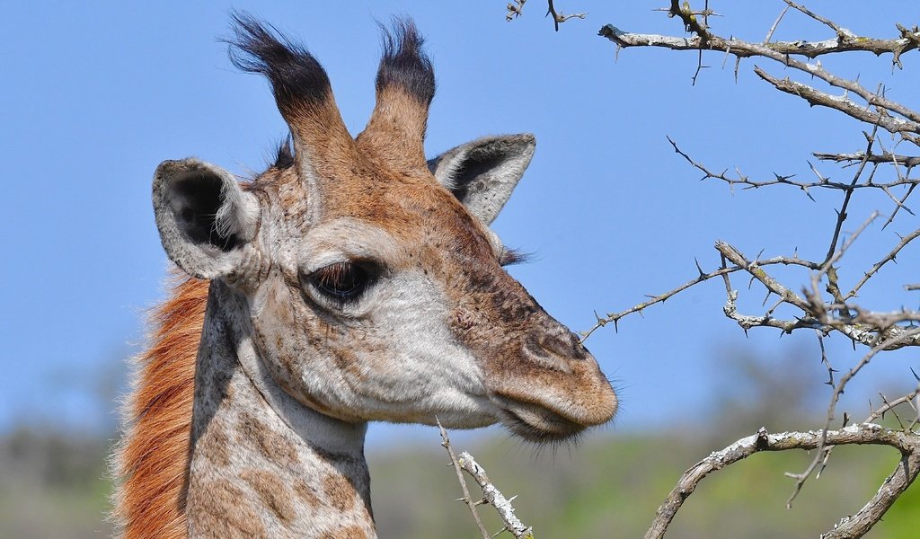 Обои морда, ветки, колючки, животное, жираф, рожки, face, branches, barb, animal, giraffe, horns разрешение 4669x3113 Загрузить