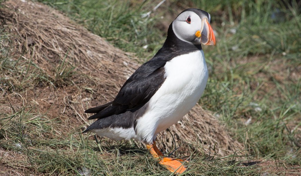 Обои трава, птица, клюв, перья, тупик, атлантический тупик, puffin, grass, bird, beak, feathers, stalled, atlantic puffin разрешение 3840x2160 Загрузить