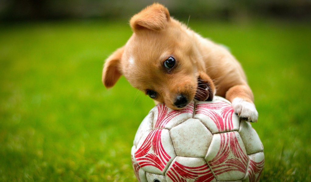 Обои трава, собака, щенок, игра, животное, пес, мяч, grass, dog, puppy, the game, animal, the ball разрешение 2999x2000 Загрузить