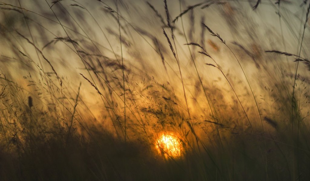 Обои трава, солнце, рассвет, колоски, grass, the sun, dawn, spikelets разрешение 2048x1365 Загрузить