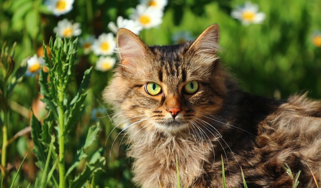 Обои цветы, зелень, кот, мордочка, усы, кошка, взгляд, мордашка, flowers, greens, cat, muzzle, mustache, look, face разрешение 1920x1280 Загрузить