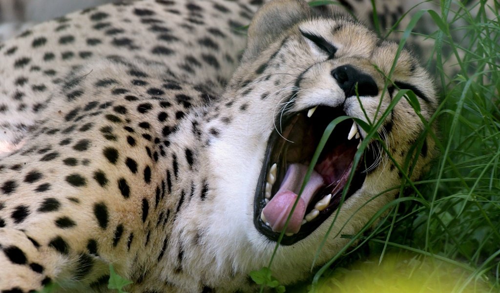 Обои морда, трава, взгляд, хищник, пасть, гепард, зевает, дикая кошка, face, grass, look, predator, mouth, cheetah, yawns, wild cat разрешение 5568x3712 Загрузить