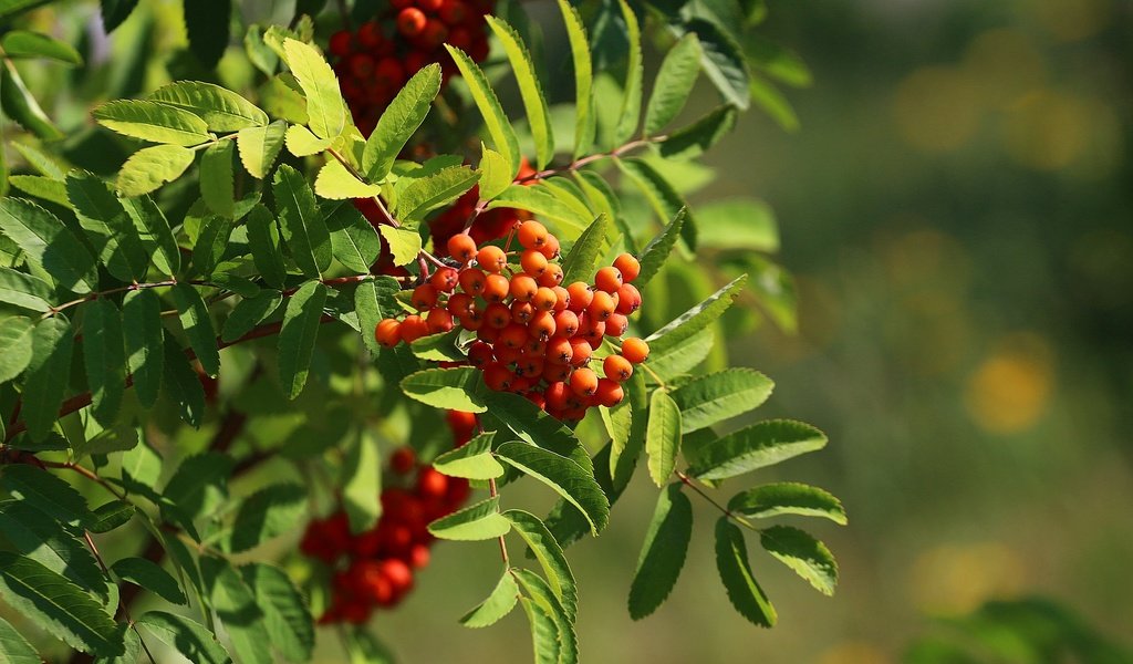 Обои зелень, листья, ветки, лето, ягоды, плоды, рябина, greens, leaves, branches, summer, berries, fruit, rowan разрешение 1920x1280 Загрузить