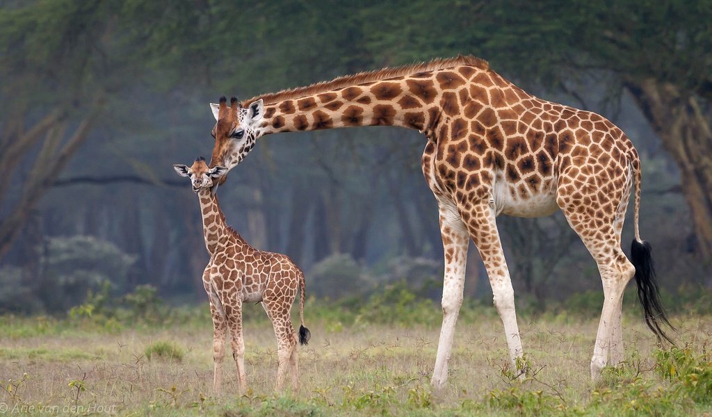 Обои африка, мама, малыш, жирафы, africa, mom, baby, giraffes разрешение 2048x1188 Загрузить