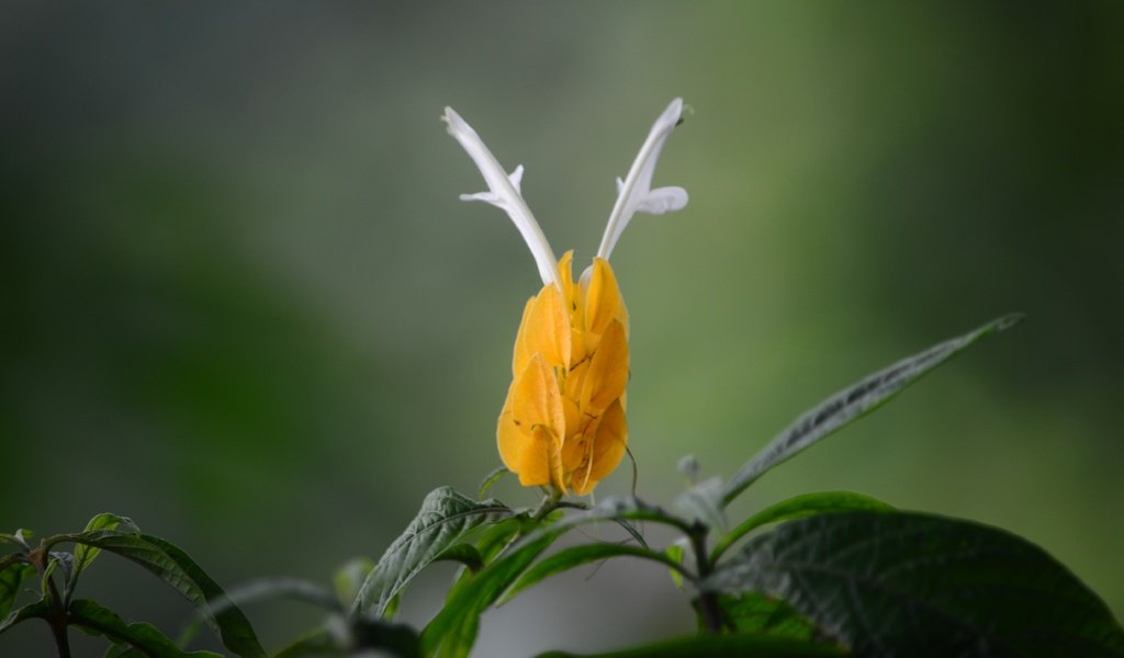 Обои желтый, листья, цветок, пахистахис, yellow, leaves, flower, pakistanis разрешение 4928x3264 Загрузить