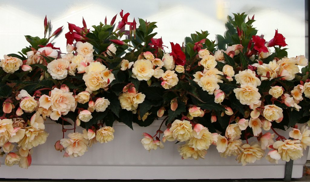 Обои цветы, много, бегония, flowers, a lot, begonia разрешение 3870x1600 Загрузить