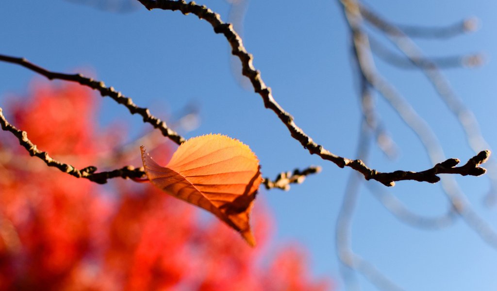 Обои небо, листья, макро, ветки, осень, размытость, quang vu, the sky, leaves, macro, branches, autumn, blur разрешение 1920x1200 Загрузить