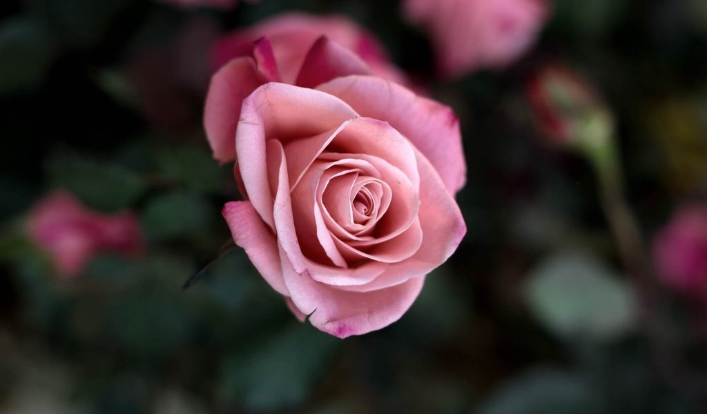 Обои макро, цветок, роза, лепестки, бутон, розовый, macro, flower, rose, petals, bud, pink разрешение 1920x1080 Загрузить