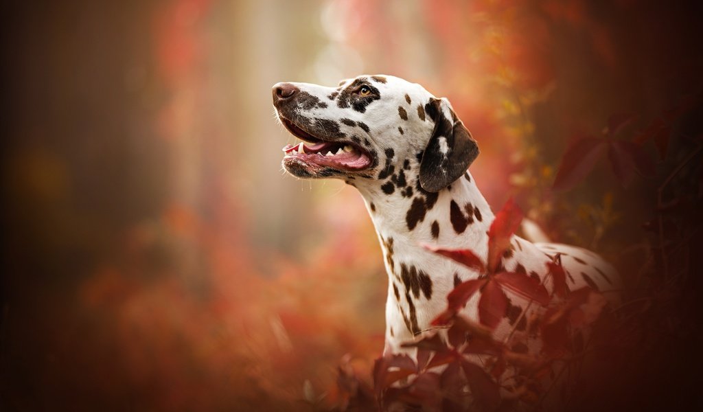 Обои портрет, собака, профиль, далматин, боке, portrait, dog, profile, dalmatian, bokeh разрешение 2048x1366 Загрузить