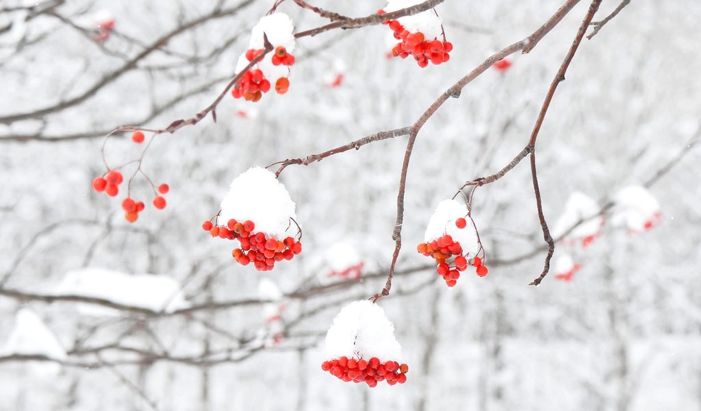 Обои снег, зима, макро, ветки, ягоды, рябина, snow, winter, macro, branches, berries, rowan разрешение 1920x1200 Загрузить