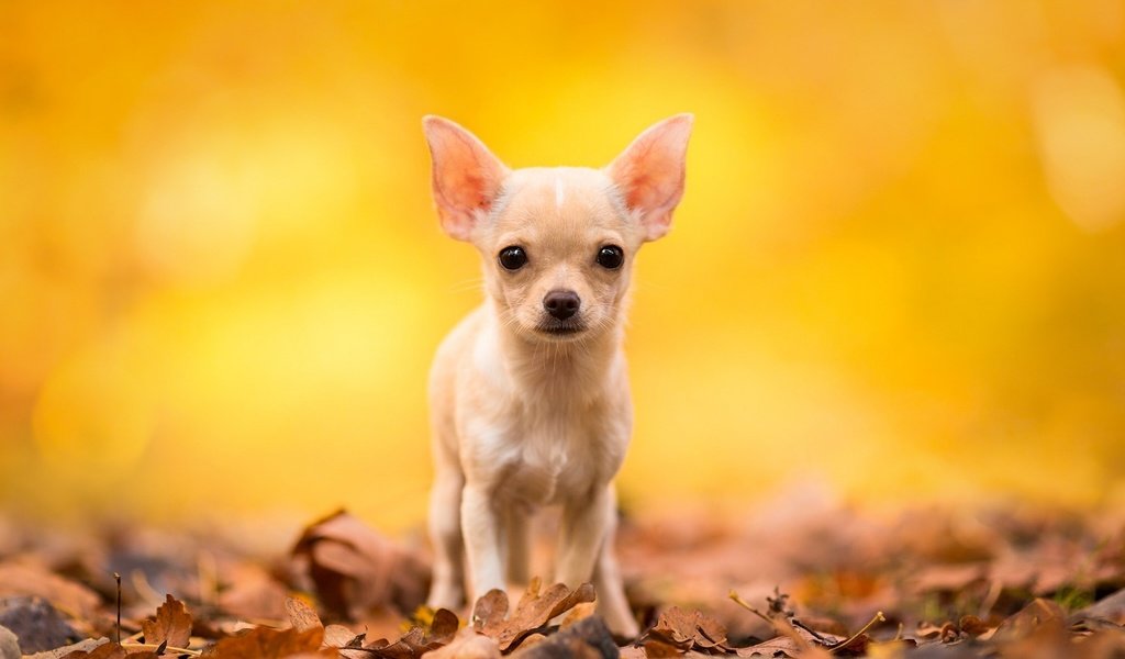 Обои листья, мордочка, взгляд, осень, собака, чихуахуа, leaves, muzzle, look, autumn, dog, chihuahua разрешение 1920x1200 Загрузить