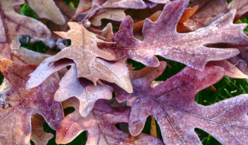 Обои природа, листья, иней, осень, дуб, осенние листья, дубовый лист, nature, leaves, frost, autumn, oak, autumn leaves разрешение 1920x1274 Загрузить