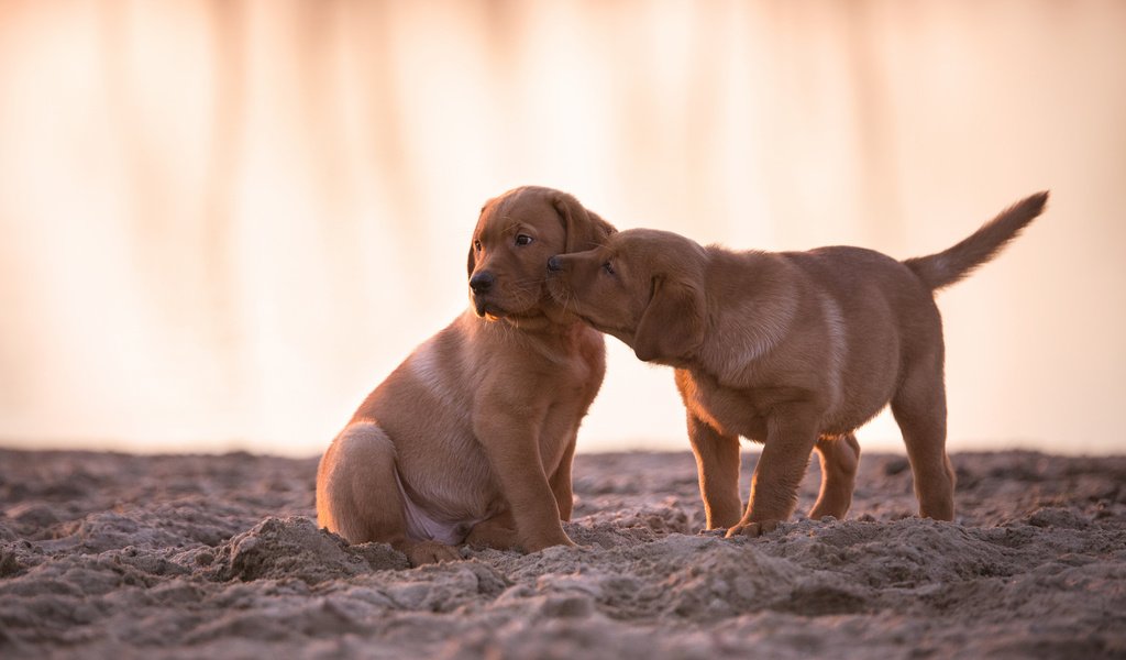 Обои взгляд, игра, щенки, лабрадор, собаки, мордочки, ретривер, look, the game, puppies, labrador, dogs, faces, retriever разрешение 2048x1365 Загрузить