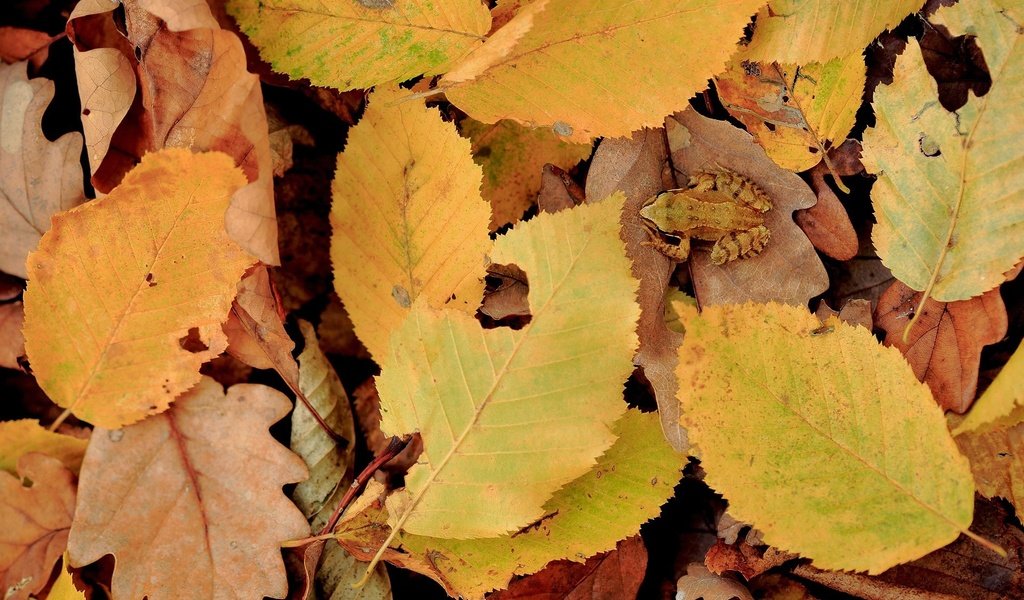 Обои природа, листья, осень, лягушка, желтые листья, nature, leaves, autumn, frog, yellow leaves разрешение 1920x1200 Загрузить