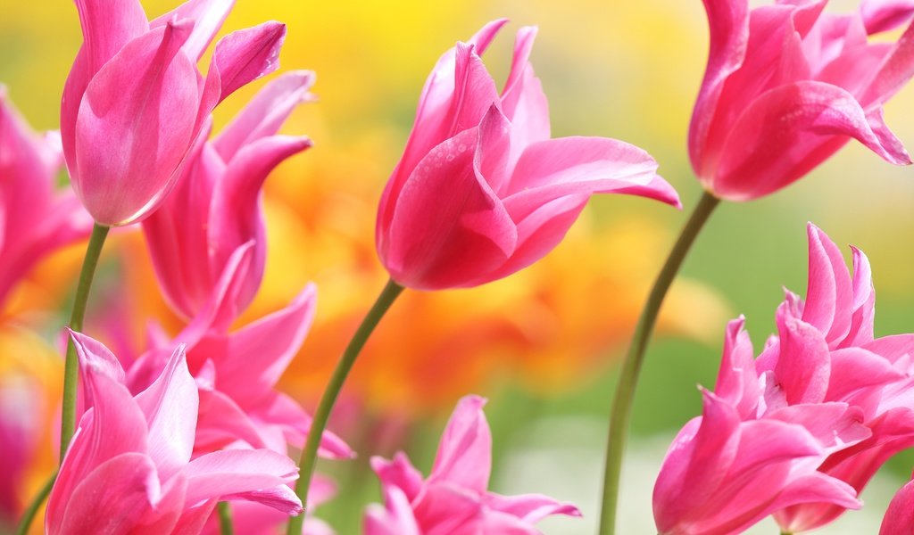 Обои цветы, бутоны, лепестки, весна, тюльпаны, розовые, flowers, buds, petals, spring, tulips, pink разрешение 5184x3456 Загрузить