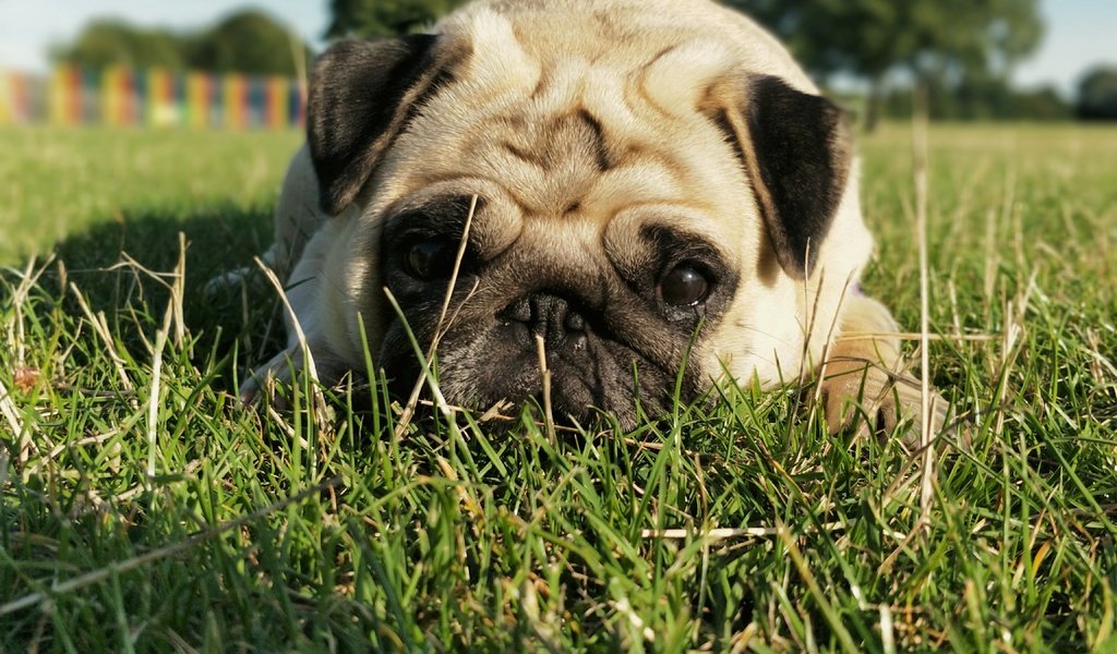 Обои трава, мордочка, взгляд, собака, мопс, grass, muzzle, look, dog, pug разрешение 4608x3456 Загрузить