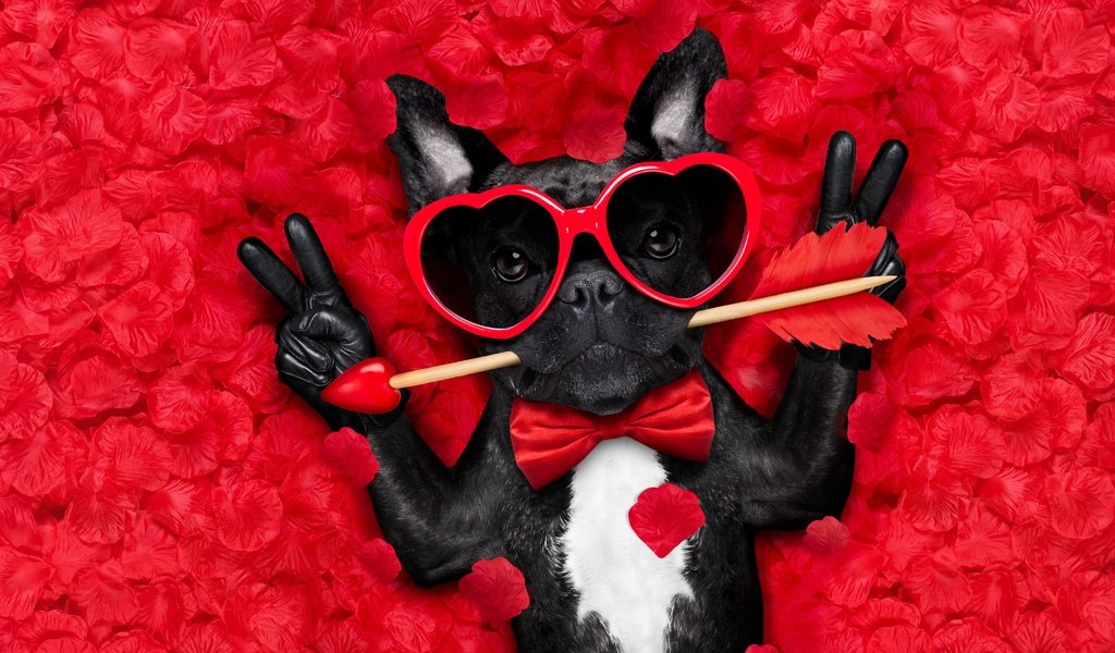 Обои стрела, мордочка, юмор, роза, французский бульдог, лепестки, взгляд, очки, собака, сердце, любовь, arrow, muzzle, humor, rose, french bulldog, petals, look, glasses, dog, heart, love разрешение 6000x4000 Загрузить