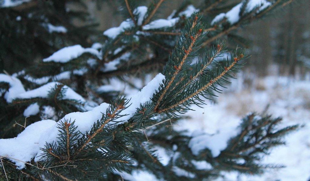 Обои снег, хвоя, зима, ветки, snow, needles, winter, branches разрешение 4272x2848 Загрузить