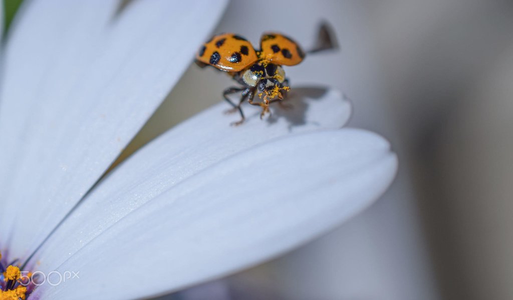 Обои жук, насекомое, цветок, лепестки, божья коровка, гербера, aylin in the dropland, beetle, insect, flower, petals, ladybug, gerbera разрешение 2000x1333 Загрузить