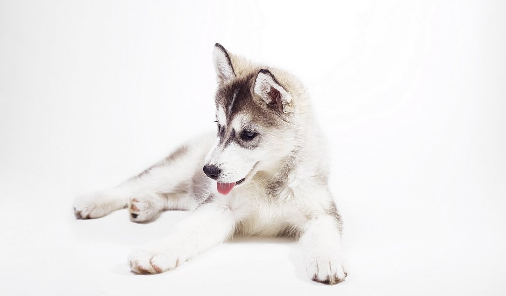 Обои мордочка, сибирский хаски, взгляд, собака, щенок, белый фон, хаски, язык, милый щенок, muzzle, siberian husky, look, dog, puppy, white background, husky, language, cute puppy разрешение 1920x1200 Загрузить
