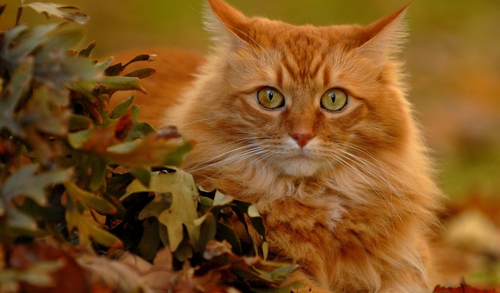 Обои листья, кот, мордочка, усы, кошка, взгляд, рыжий кот, leaves, cat, muzzle, mustache, look, red cat разрешение 2560x1714 Загрузить
