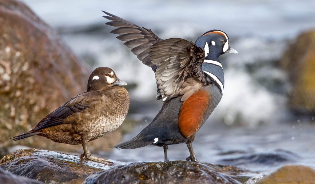 Обои вода, камни, крылья, птицы, клюв, пара, утка, каменушка, water, stones, wings, birds, beak, pair, duck, kamenushka разрешение 2048x1152 Загрузить