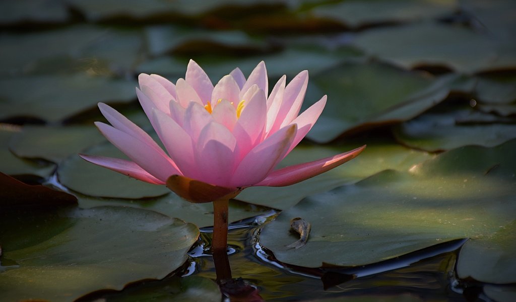 Обои вода, листья, цветок, лепестки, розовые, кувшинка, водяная лилия, water, leaves, flower, petals, pink, lily, water lily разрешение 4976x3113 Загрузить