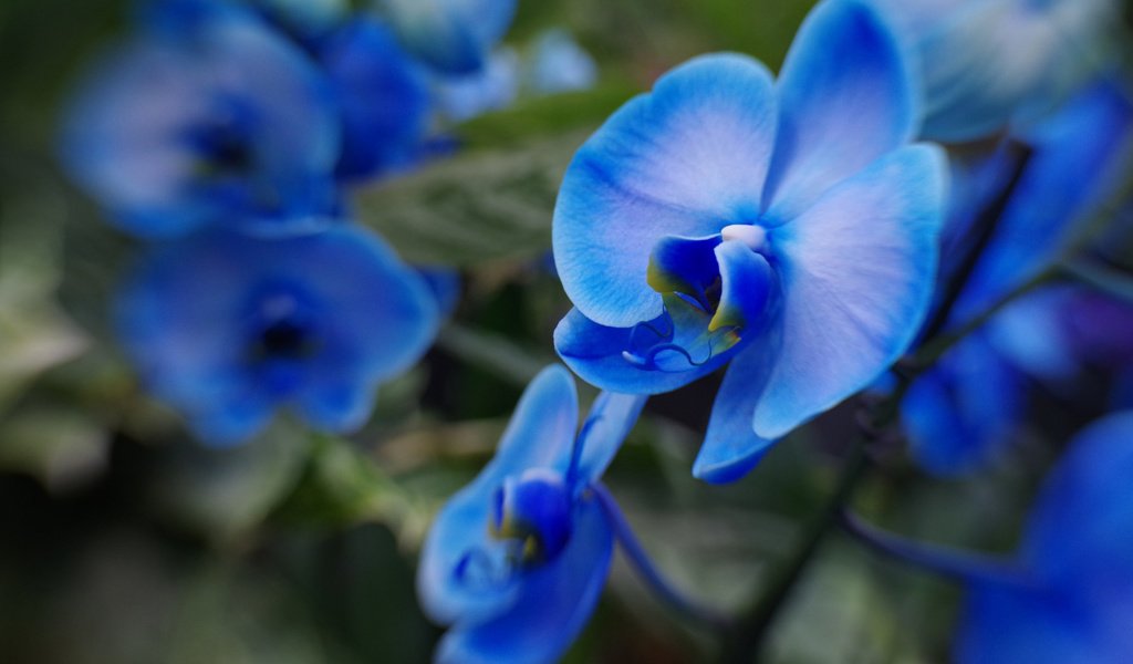Обои макро, размытость, голубые, орхидеи, macro, blur, blue, orchids разрешение 2112x1188 Загрузить