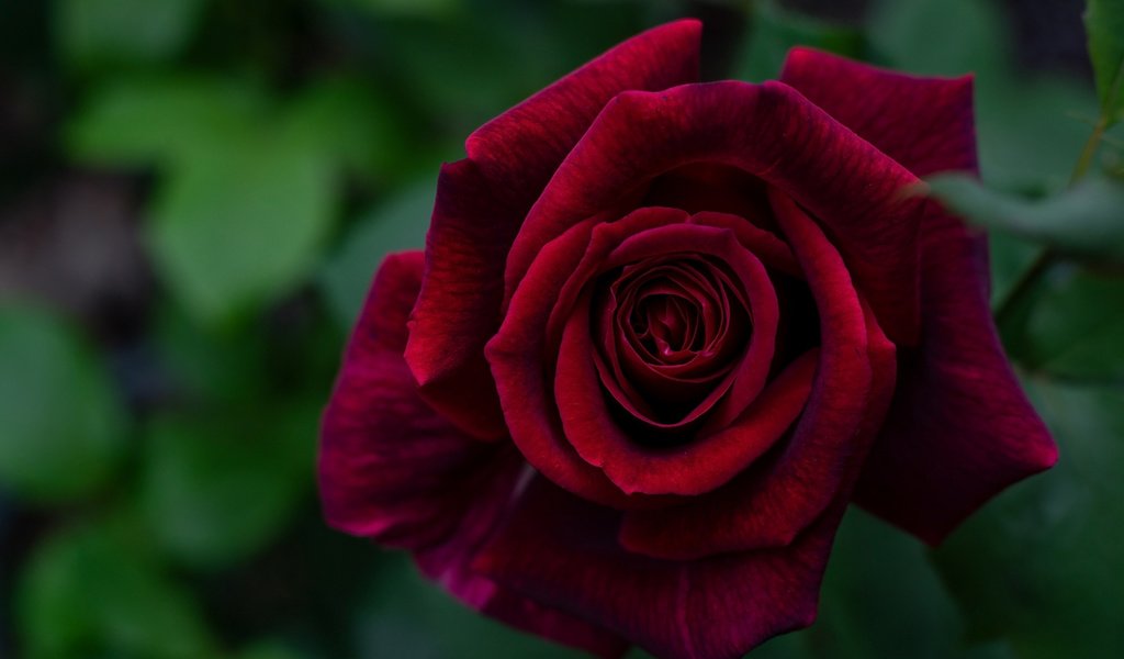 Обои макро, роза, лепестки, бордовый, macro, rose, petals, burgundy разрешение 1920x1080 Загрузить