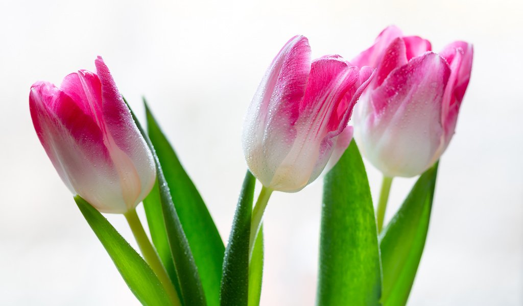 Обои цветы, тюльпаны, на белом фоне, капли воды, flowers, tulips, on a white background, water drops разрешение 2304x1536 Загрузить