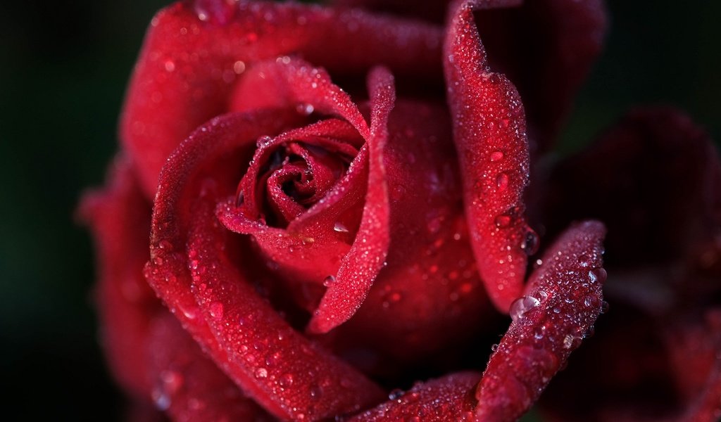 Обои макро, роза, красный, бутон, macro, rose, red, bud разрешение 2048x1280 Загрузить