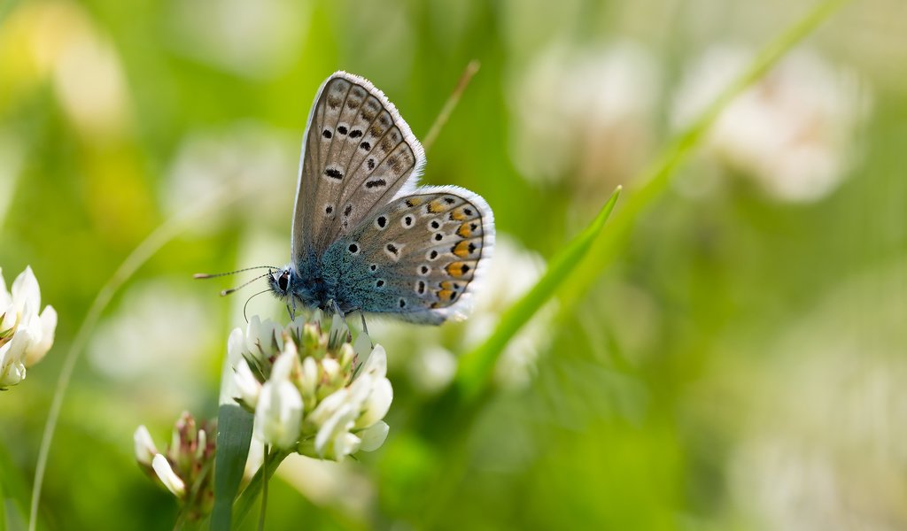 Обои природа, макро, бабочка, насекомые, боке, крупным планом, голубянка, nature, macro, butterfly, insects, bokeh, closeup, blue разрешение 2304x1536 Загрузить